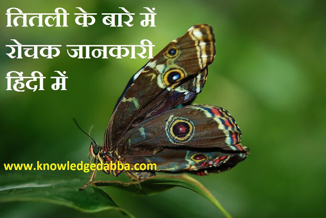 Information About Butterfly In Hindi