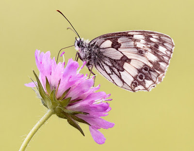 Butterfly Kya Hai