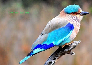 Indian Roller In Hindi