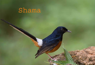 Shama Birds In Hindi