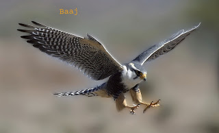 falcon in hindi