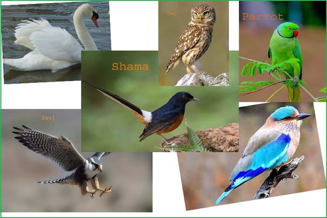 Information About Birds In Hindi