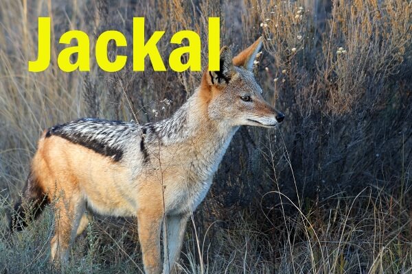Information about Jackal In Hindi