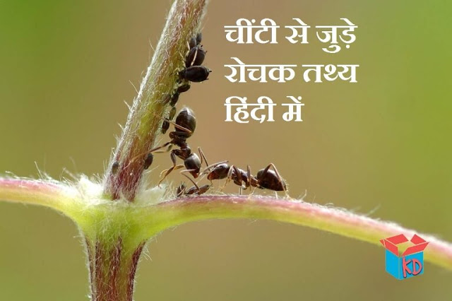Information About Ant In Hindi