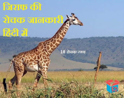 Information About Giraffe In Hindi