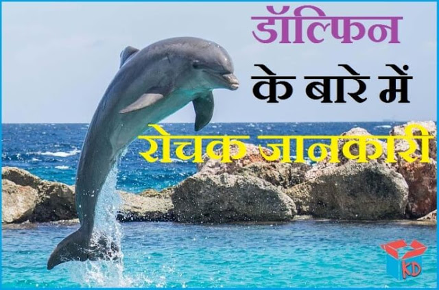 Information About Dolphin In Hindi