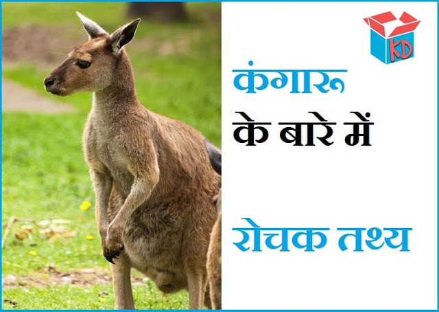 Information About Kangaroo In Hindi