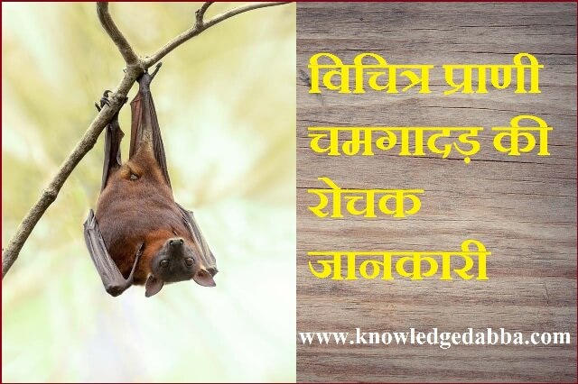 Bat Animal In Hindi