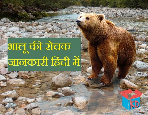 Bear Information In Hindi
