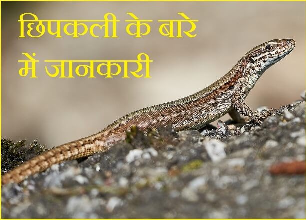 Lizard Information In Hindi