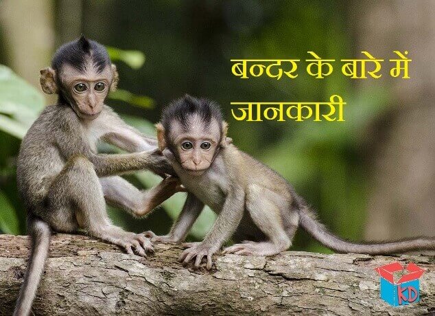 information about monkey in hindi