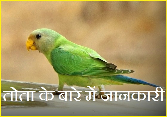 Information About Parrot In Hindi