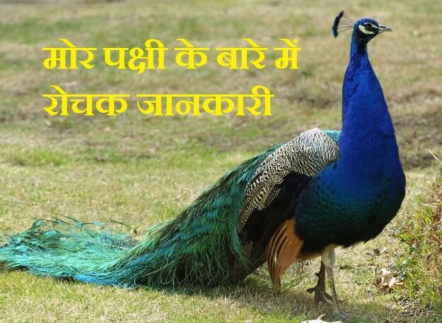 information about peacock in hindi