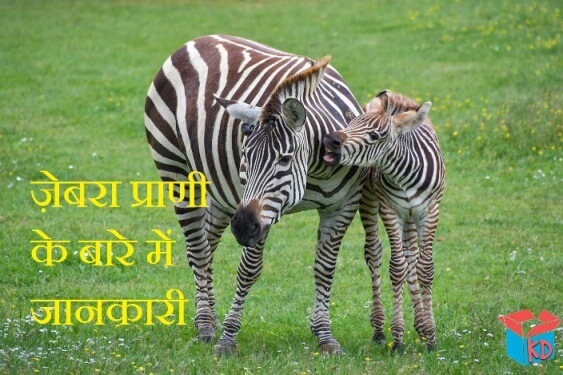information about zebra in hindi