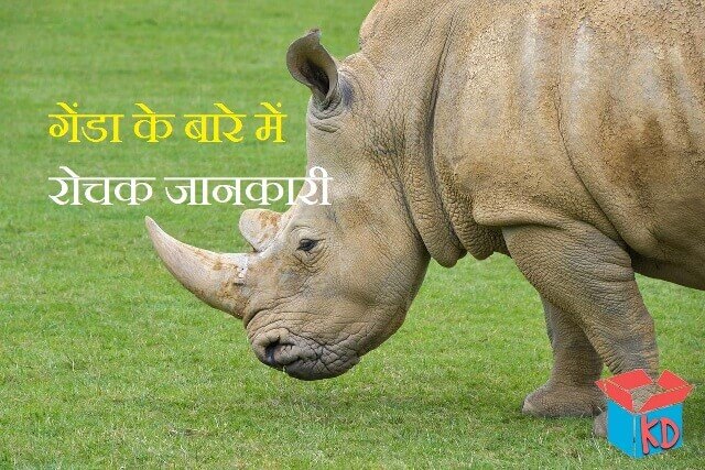 Rhinoceros In hindi