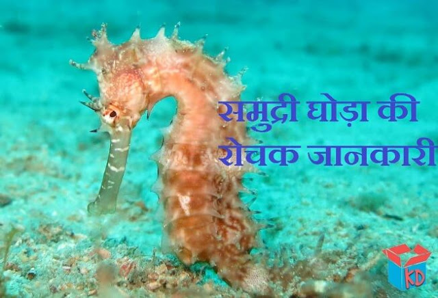 seahorse in hindi