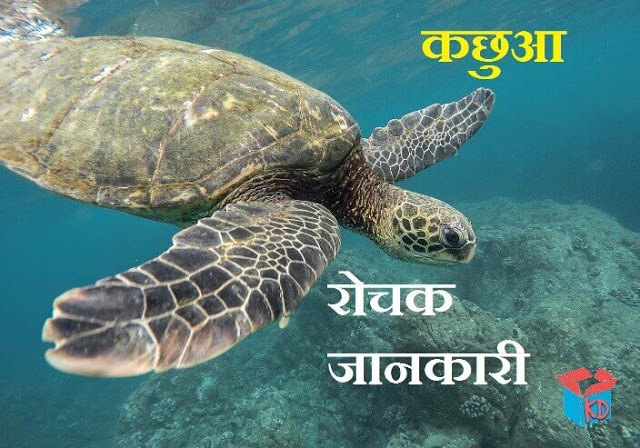 tortoise information in hindi