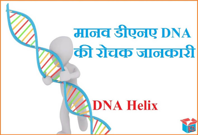 what is dna in hindi