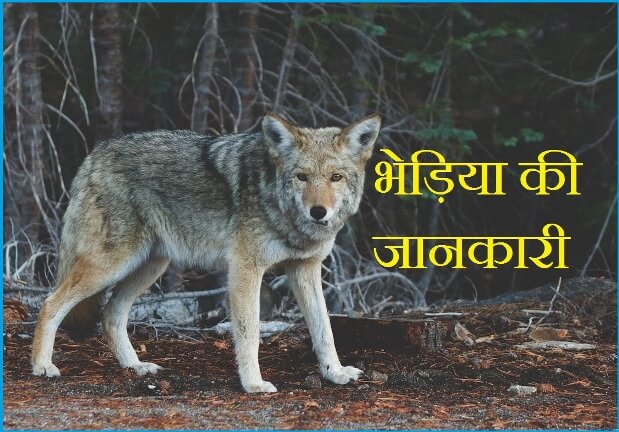 wolf information in hindi