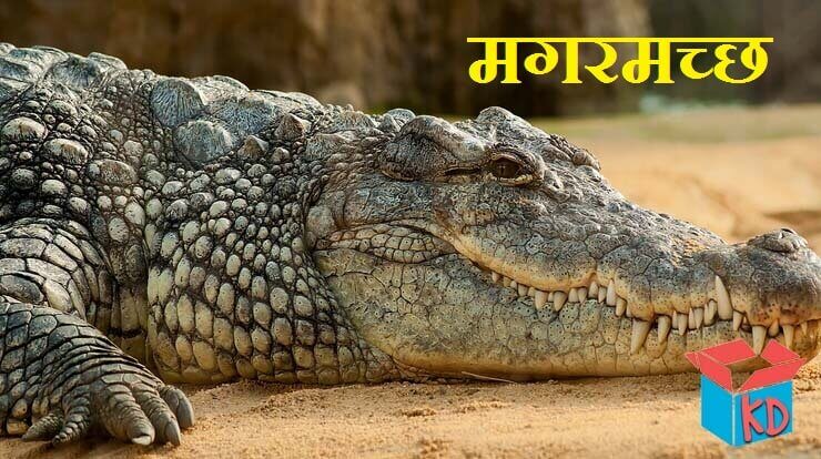 Crocodile In Hindi
