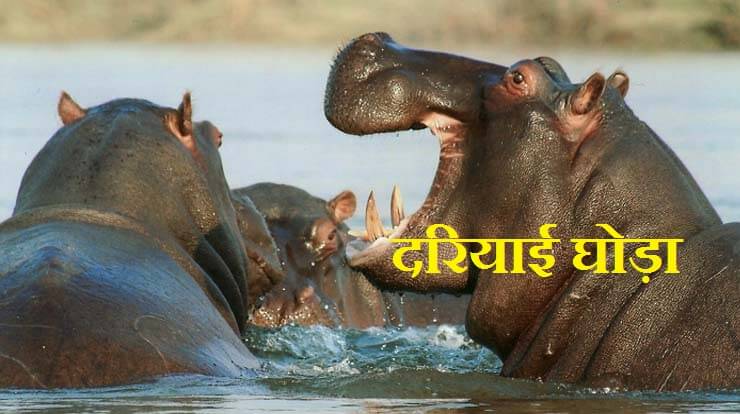 Hippopotamus Information In Hindi