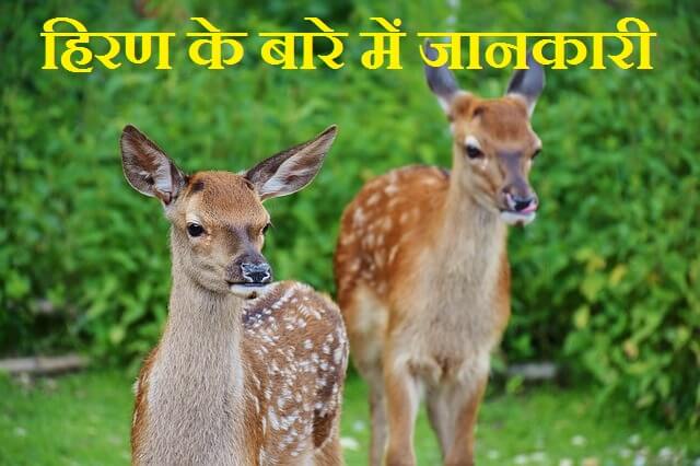 Information About Deer In Hindi
