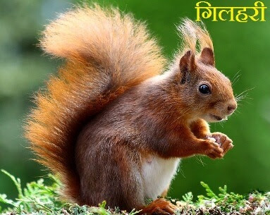 Information About Squirrel In Hindi