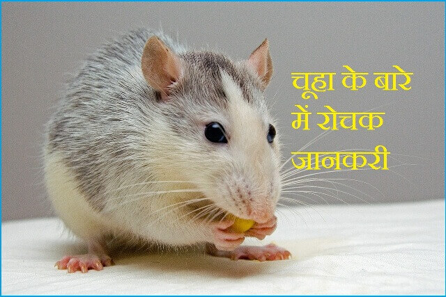 information about rat in hindi