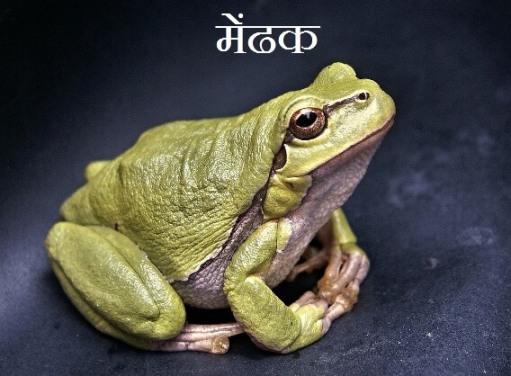 Frog Information In Hindi