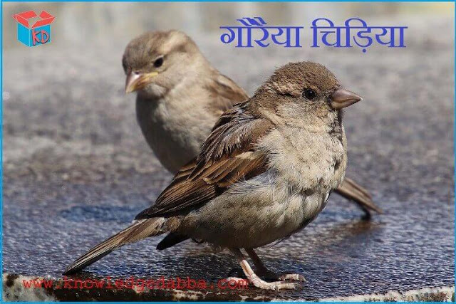 Information about sparrow in hindi