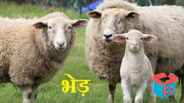 sheep information in hindi