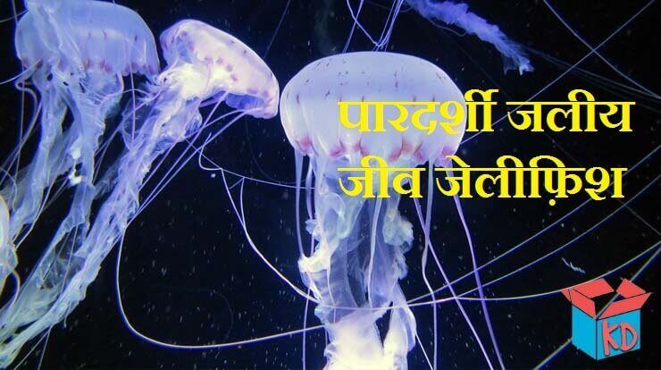 Jellyfish In Hindi