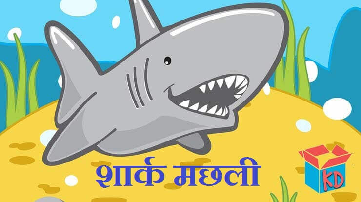 Information About Shark In Hindi