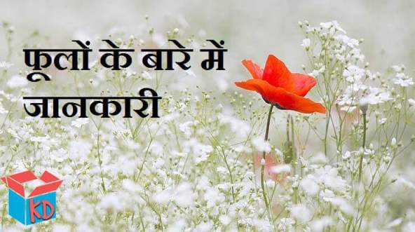 Information About Flowers In Hindi 