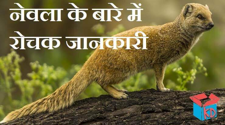 Mongoose In Hindi