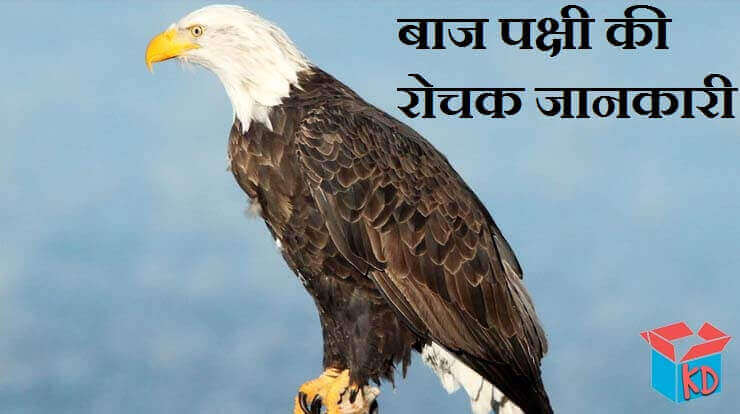 Information About Eagle In Hindi
