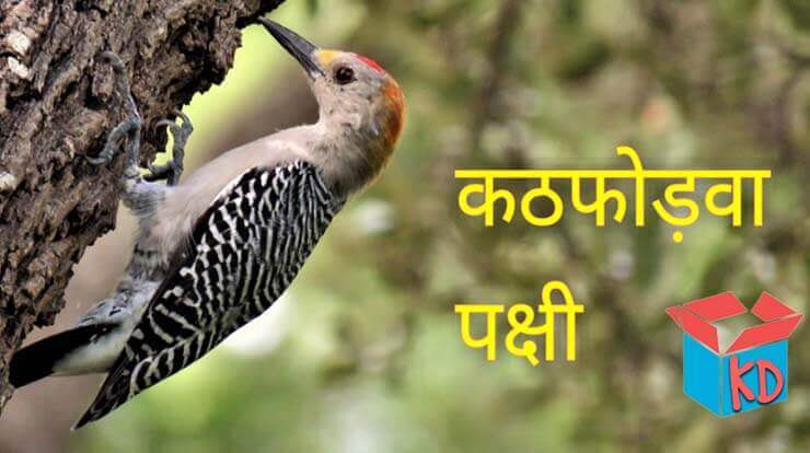 Information About Woodpecker In Hindi