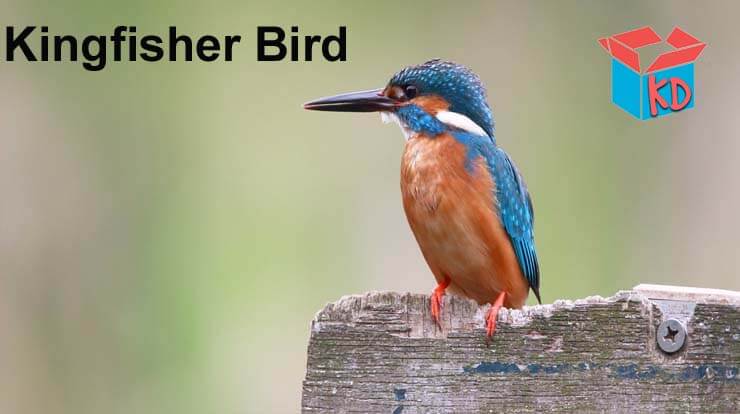 Kingfisher Bird Information In Hindi