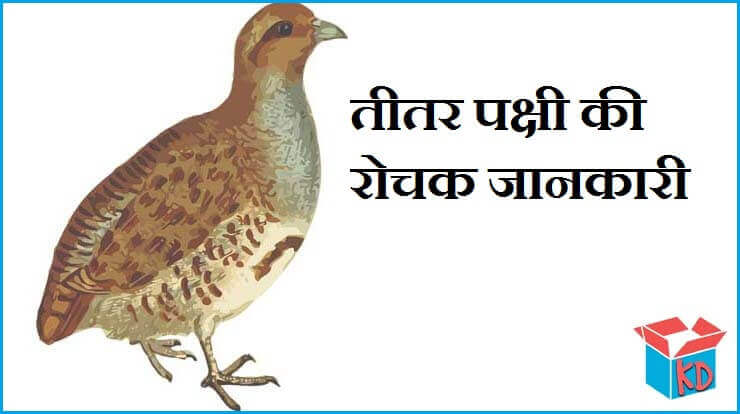 Teetar Bird Information In Hindi