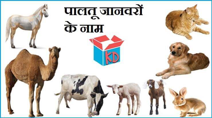 Name Of Domestic Animals In Hindi