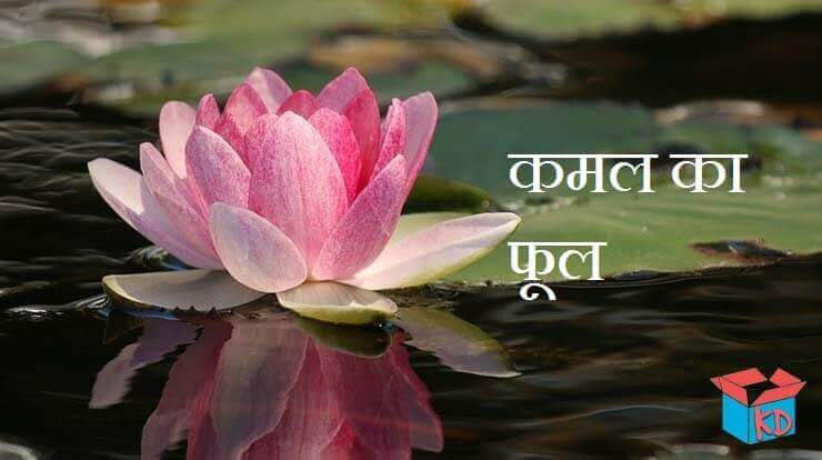 Information About Lotus In Hindi