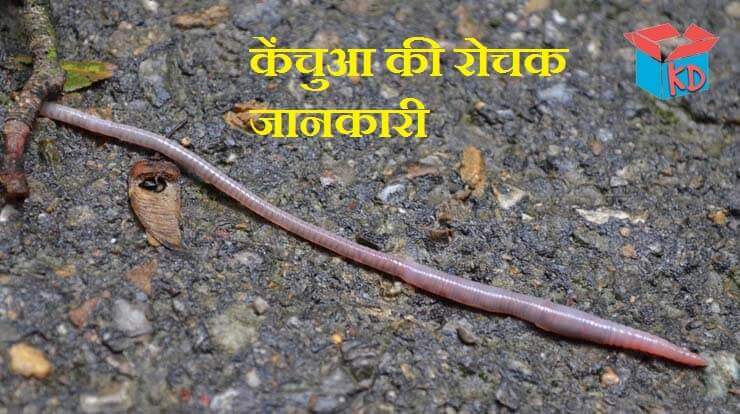 Earthworm In Hindi