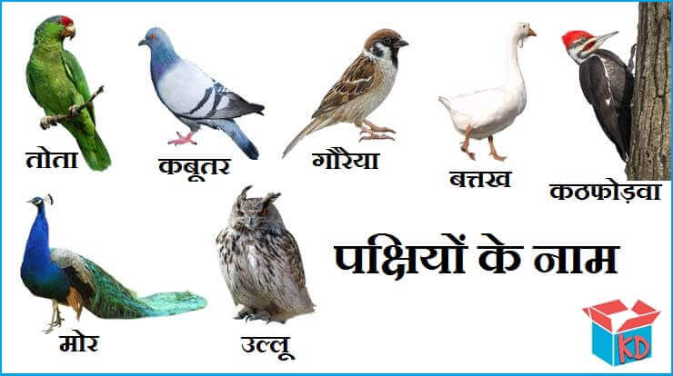 Birds Name In Hindi - English