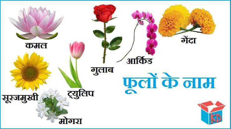 Flowers Name In Hindi And English