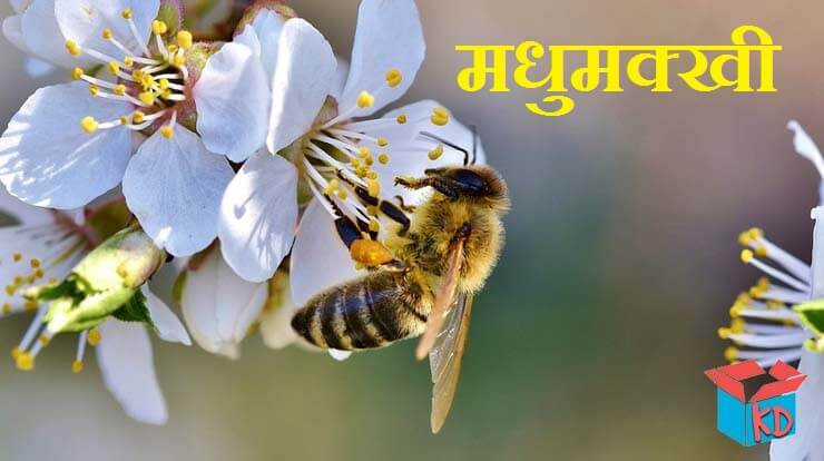 Honey Bee In Hindi