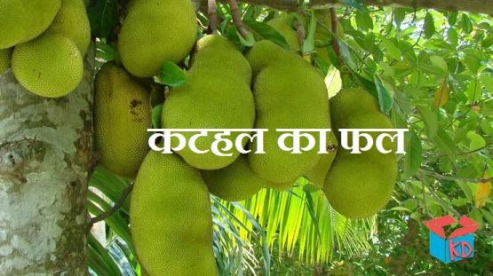 Jack Fruit Information In Hindi