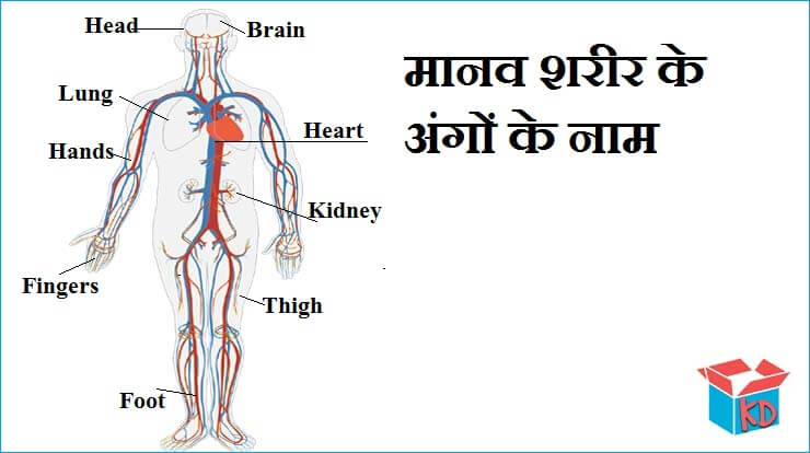 Name Of Body Parts In Hindi - English