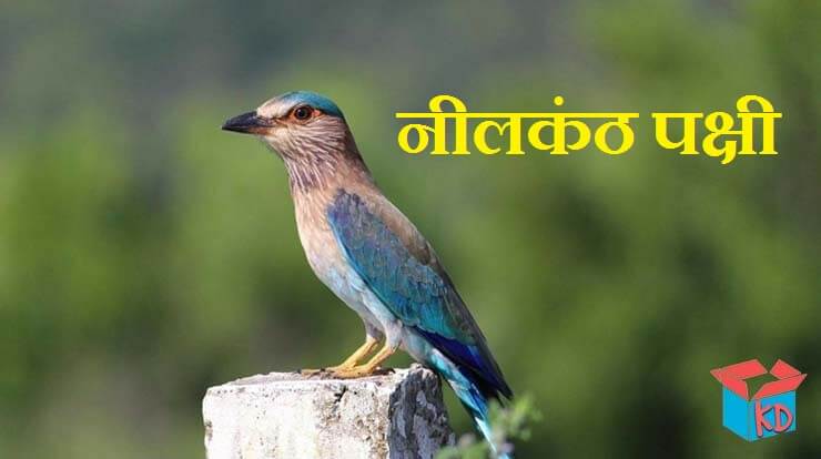 Neelkanth Bird In Hindi
