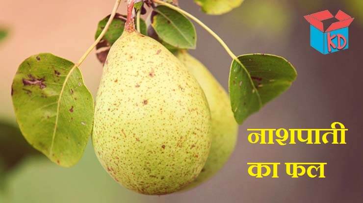 Pear Fruit In Hindi
