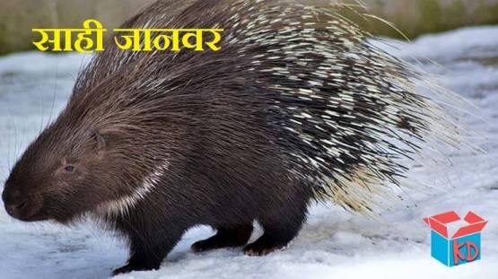 Porcupine Animal In Hindi